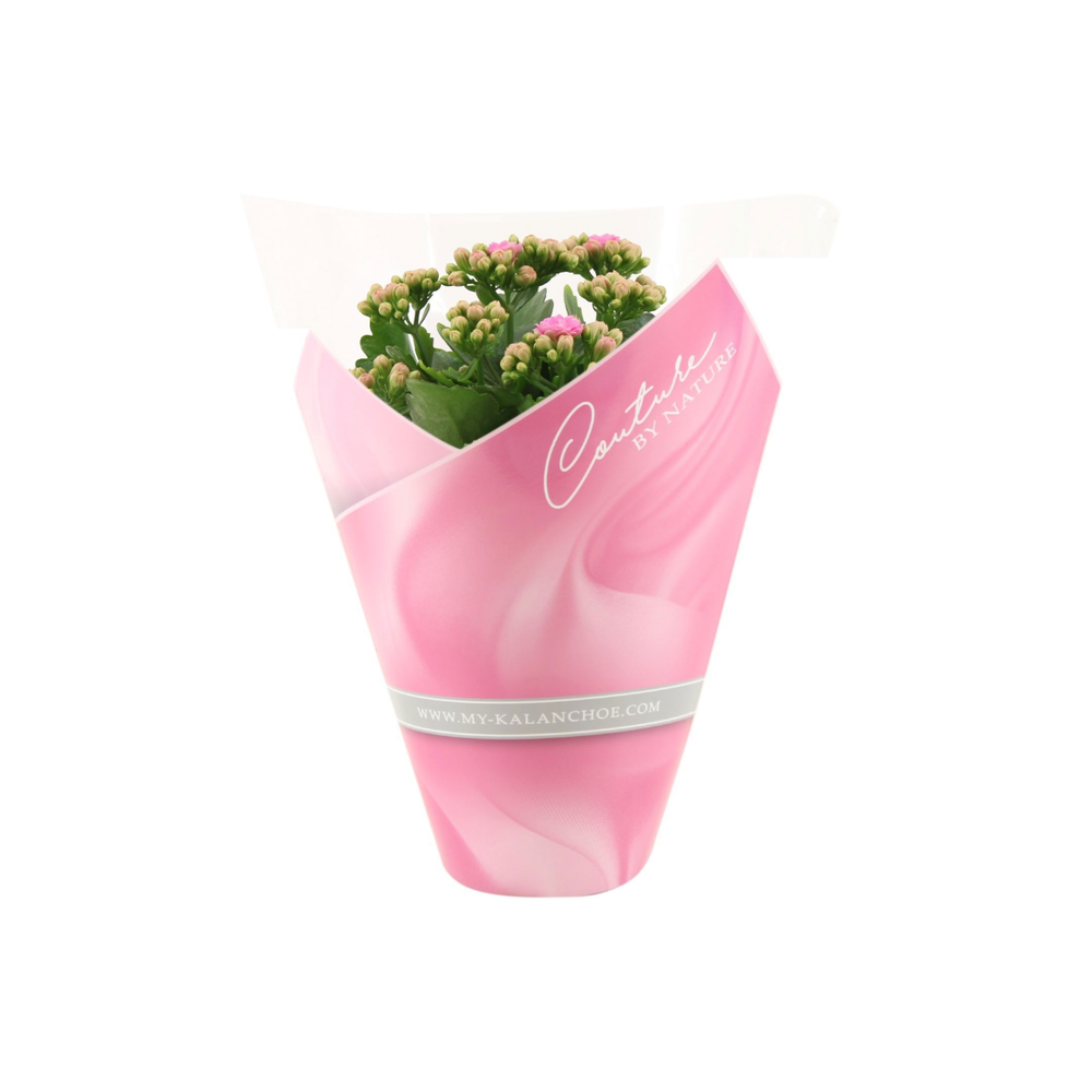 Kalanchoë perfecta Pink Lips in Couture sleeve lig.