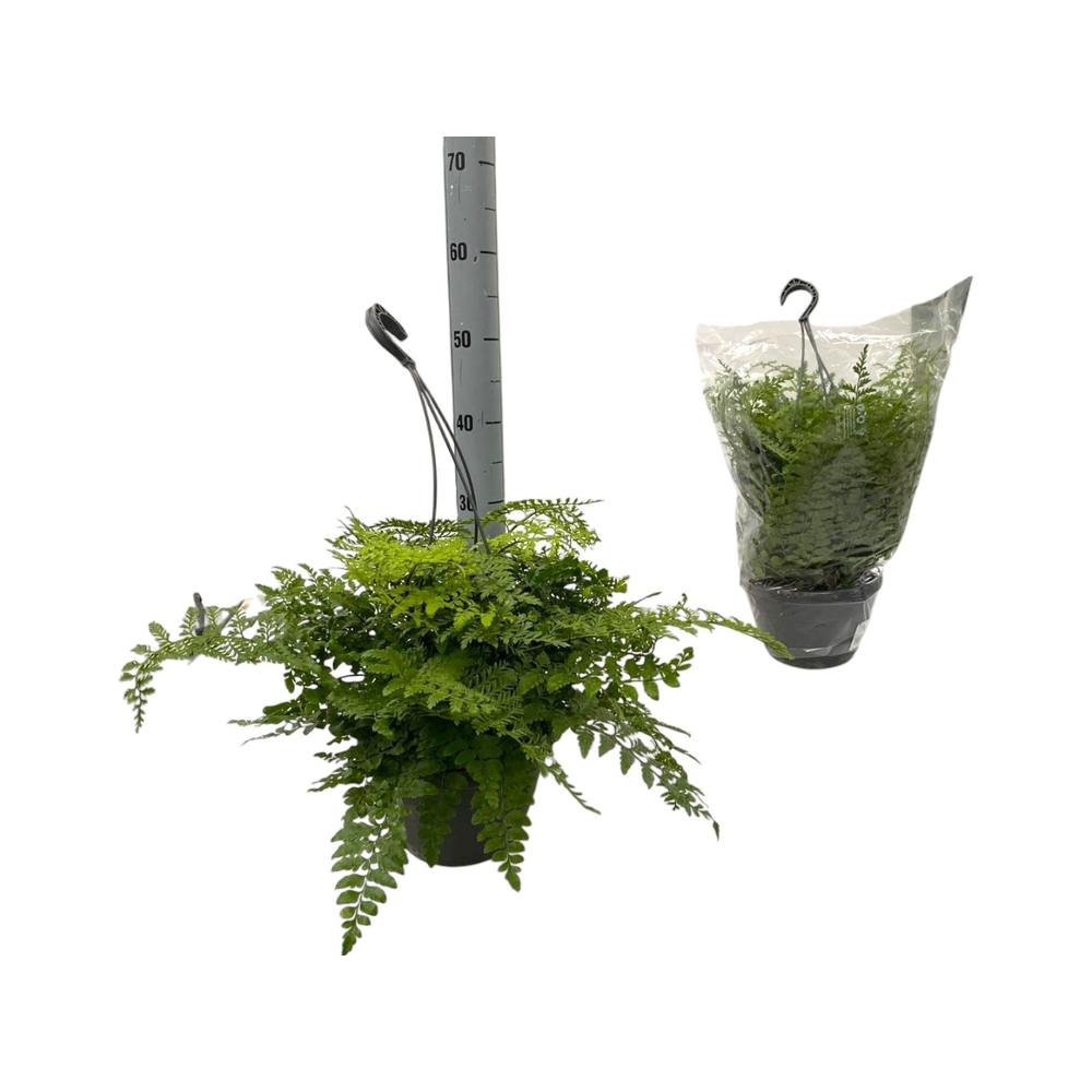Asplenium Parvati BK20.