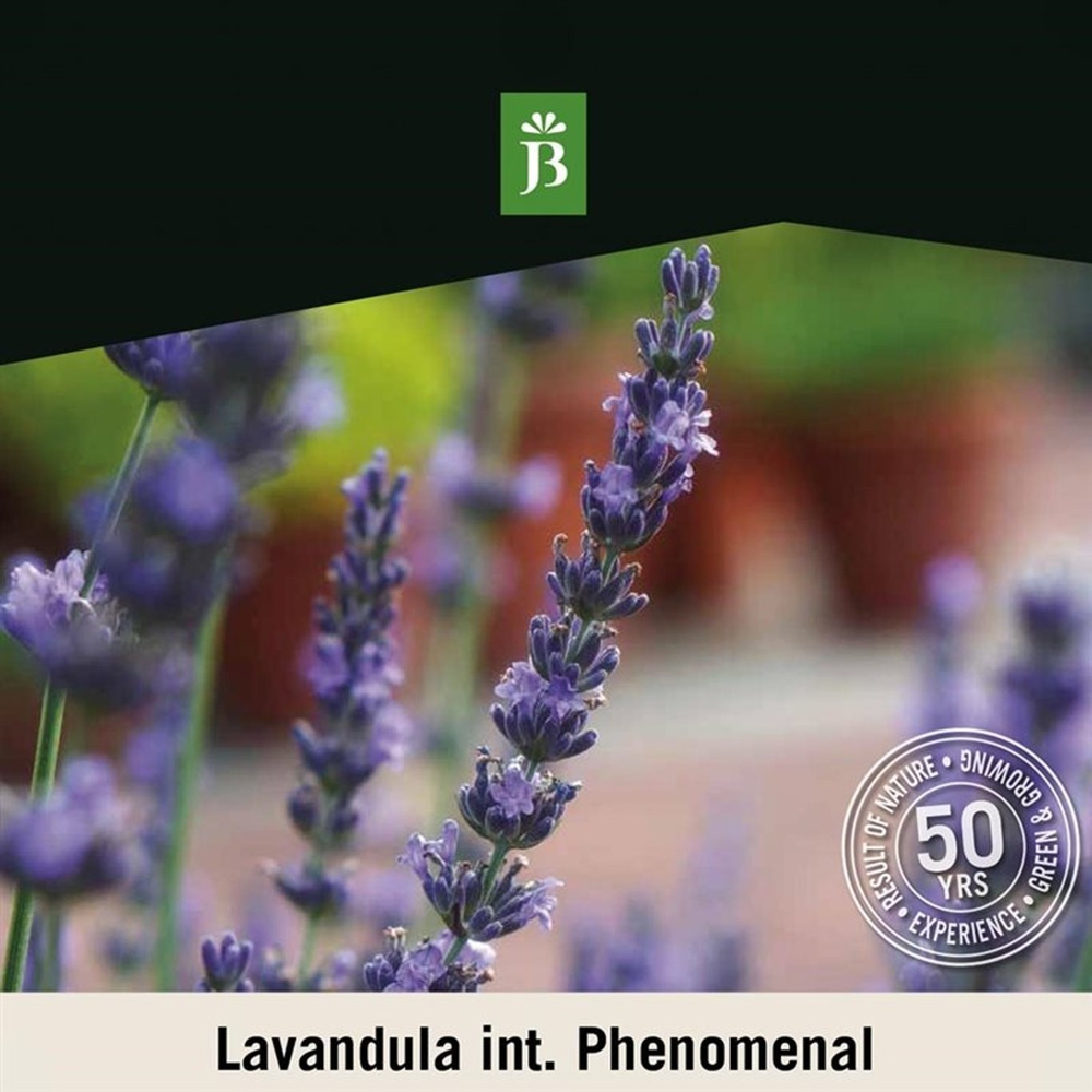 Lavandula int. Phenomenal.
