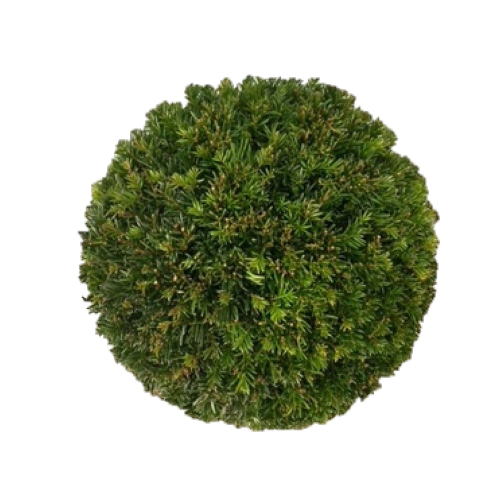 Taxus baccata Bol p26 (th) 35-40 ©.