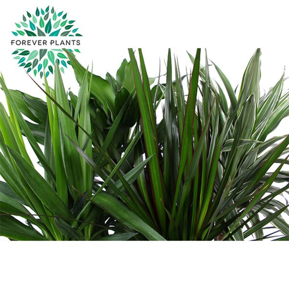 Groen Mix kamerplanten p24.