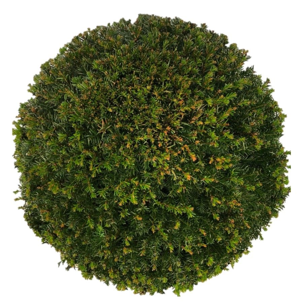 Taxus baccata Bol p65 (z) 90-95 ©.