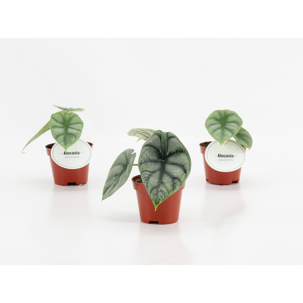 Alocasia Silver Dragon.