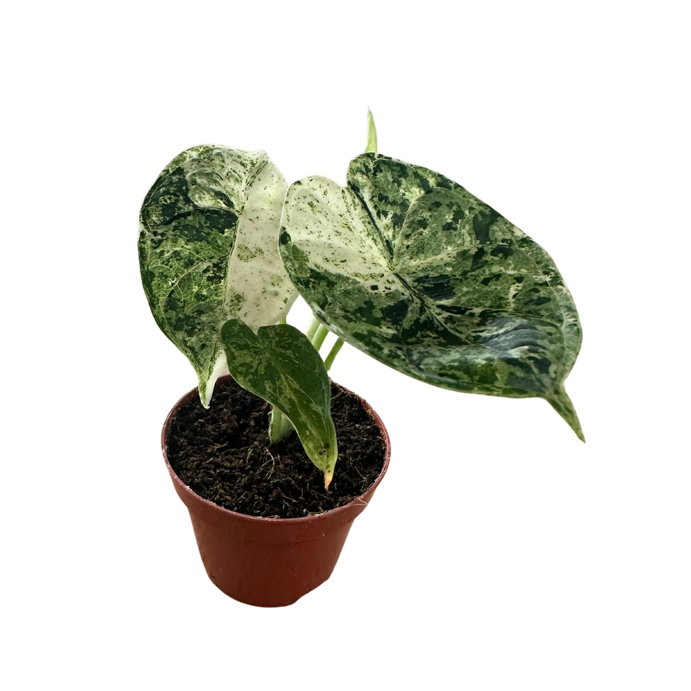 Alocasia Dragon Scale Mint.