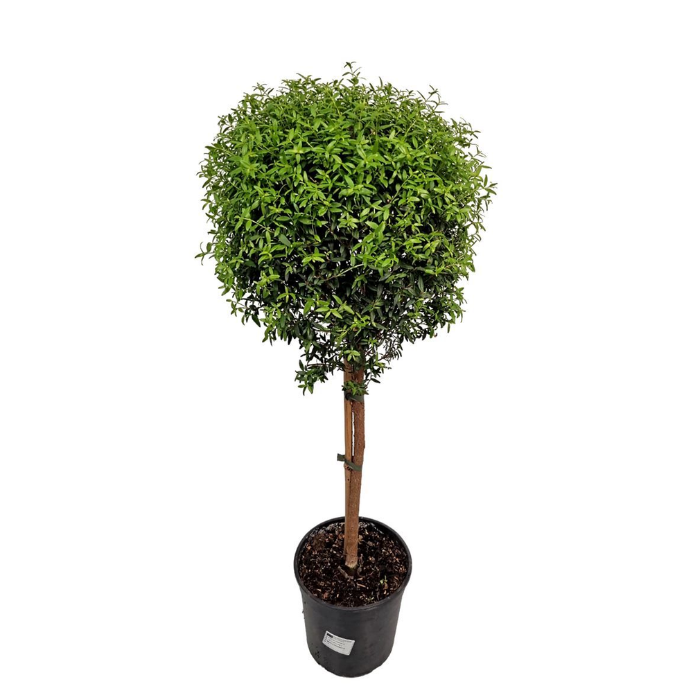 Myrtus Communis Stem - 1091.