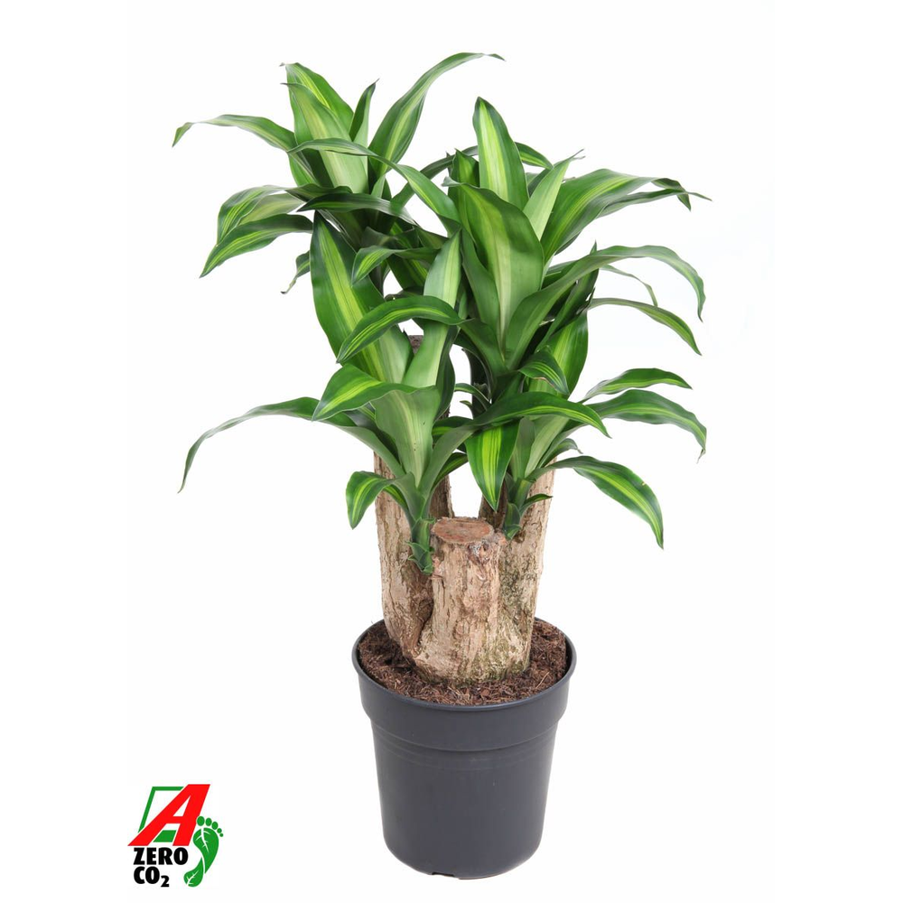 Massangeana vertakt P24 - 1,5ft.