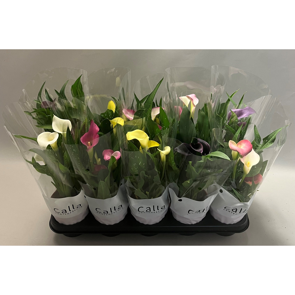 Zantedeschia gemengd Castlemix.