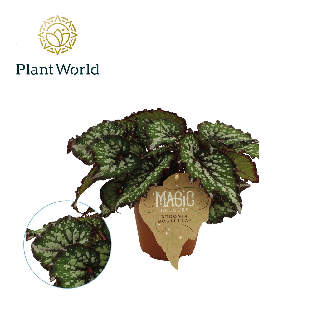 Begonia rex Bostella.