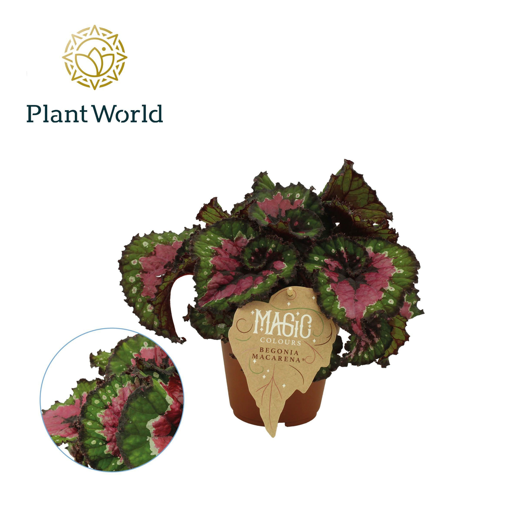 Begonia rex Macarena.