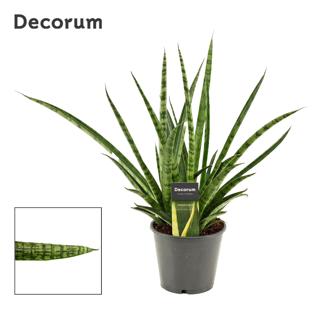 Sansevieria Silver steel 14 cm (Decorum)).