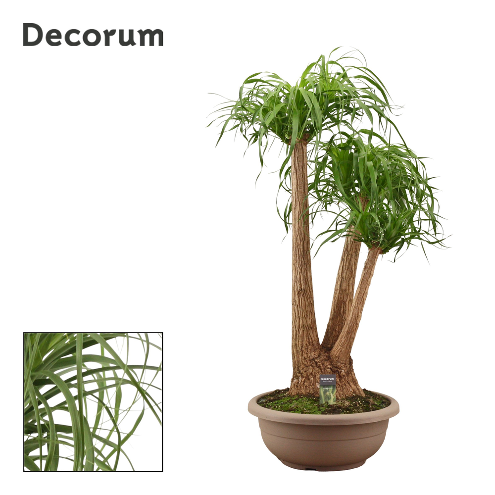 Beaucarnea vertakt compact in 45 cm schaal (Decoru.