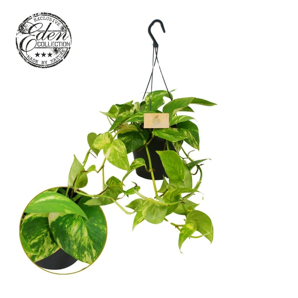 Epipremnum Hawaien 17cm HP.