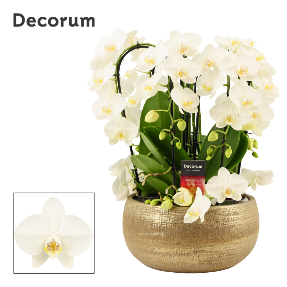 Aurelie twirl 9 tak symphony white (Deco-collectio.