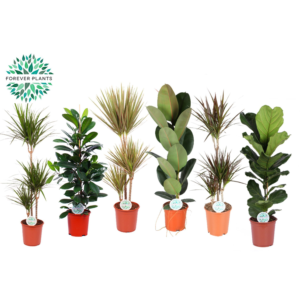 Groen Mix kamerplanten Budget p24.