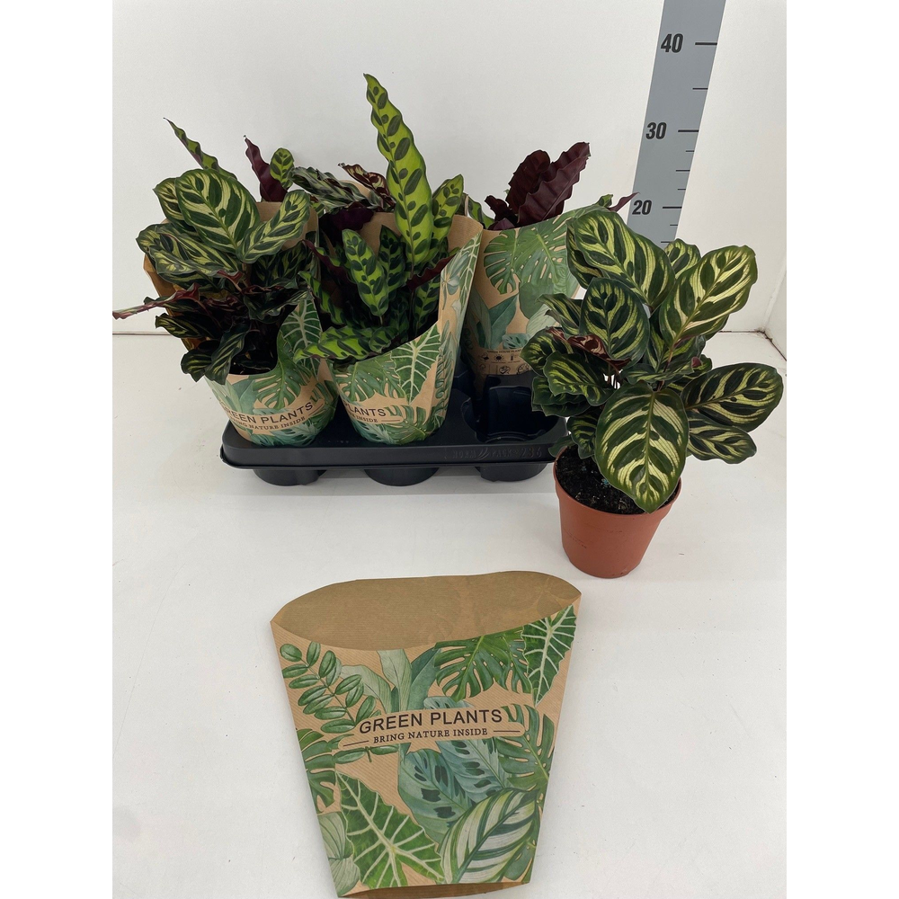 Calathea mix MAKO-INSIGNIS P12.