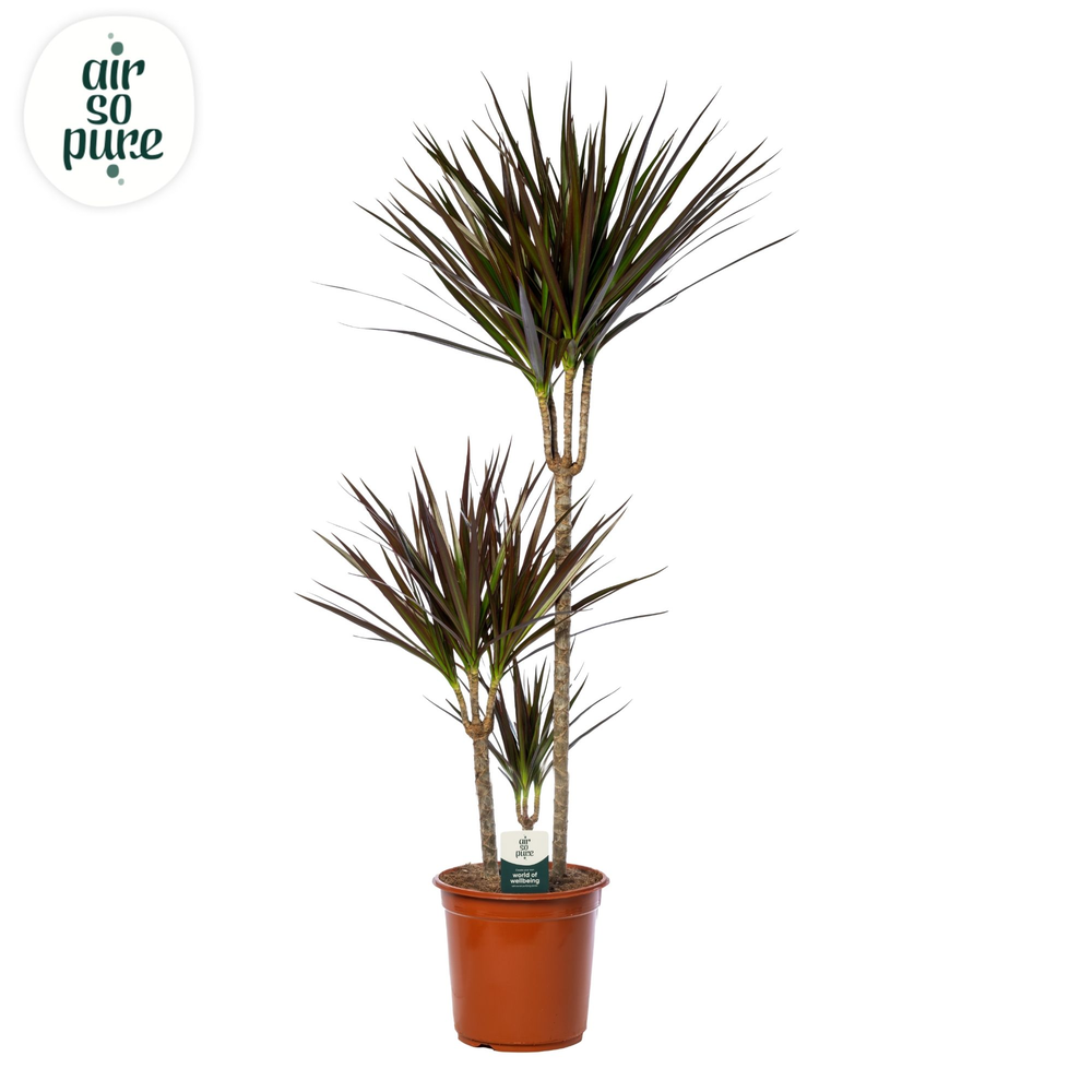 Dracaena Magenta p24, 75+30+10 (Air So Pure).