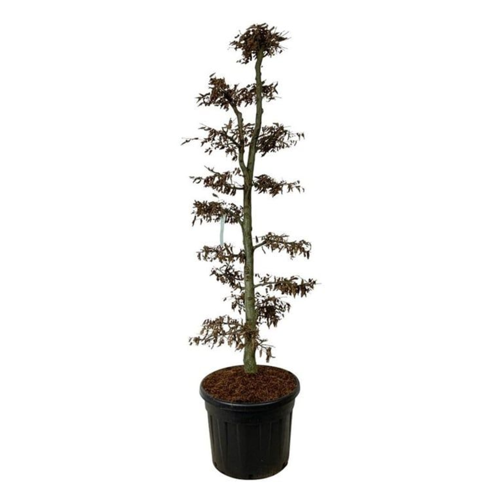 Carpinus betulus.
