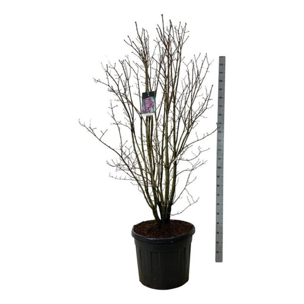 Syringa v. 'Charles Joly'.