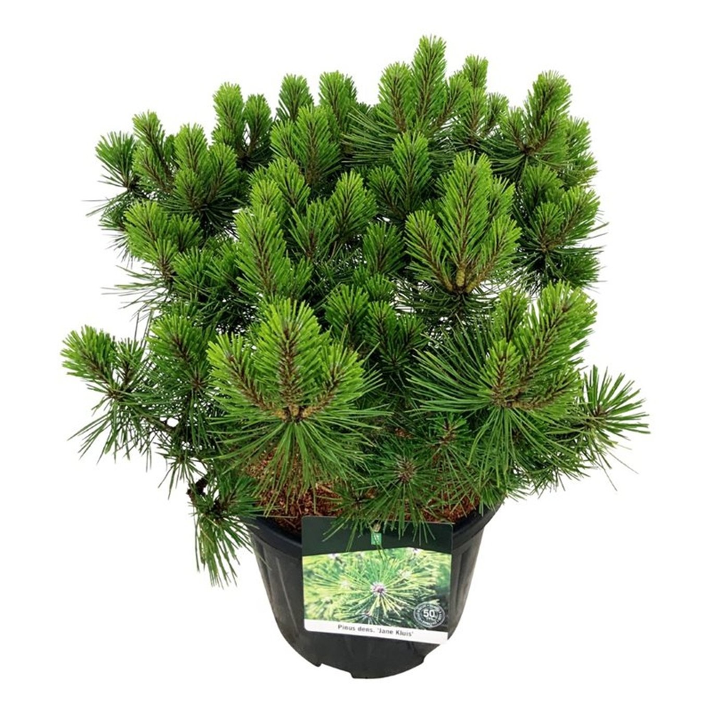 Pinus dens. 'Jane Kluis'.