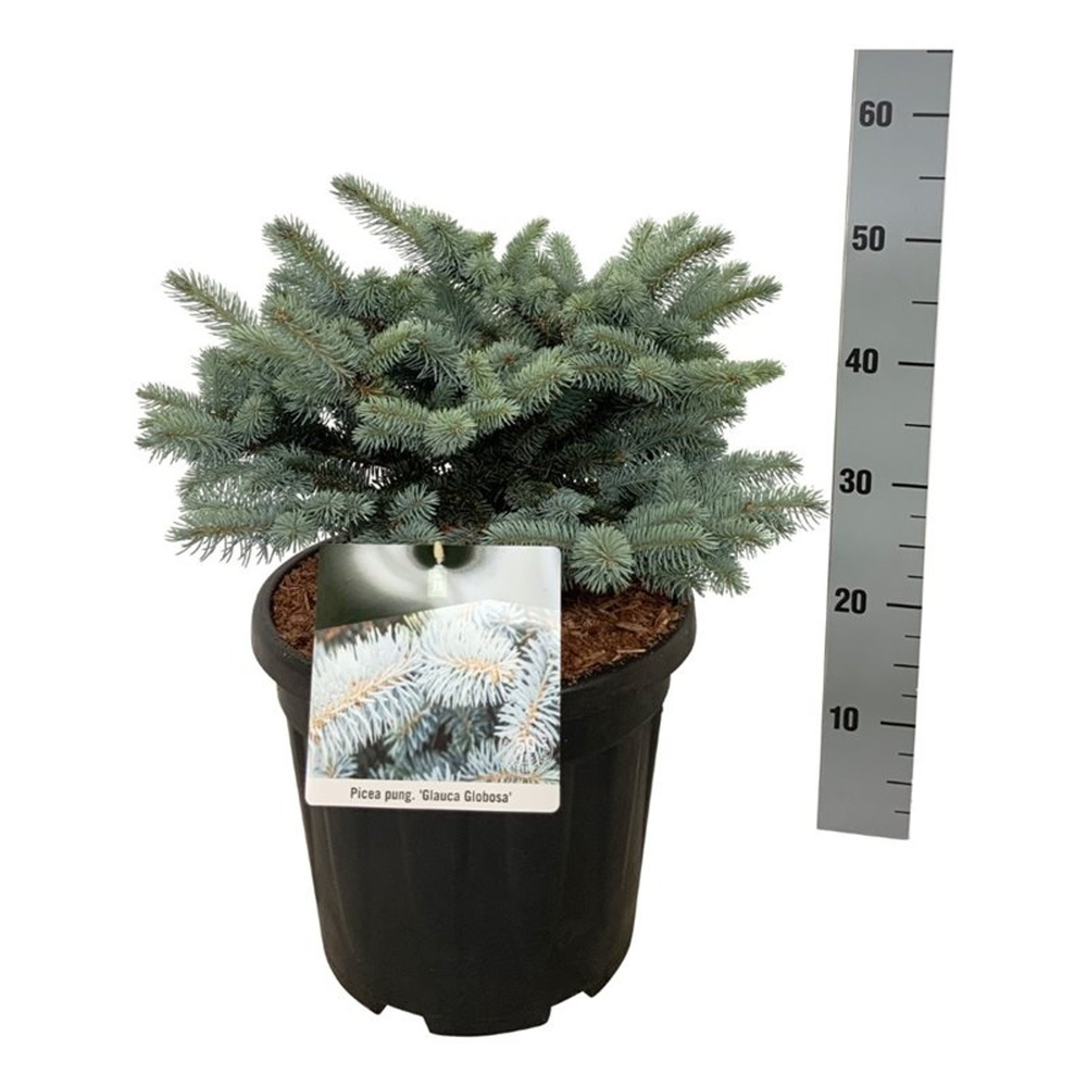 Picea pung. 'Glauca Globosa'.