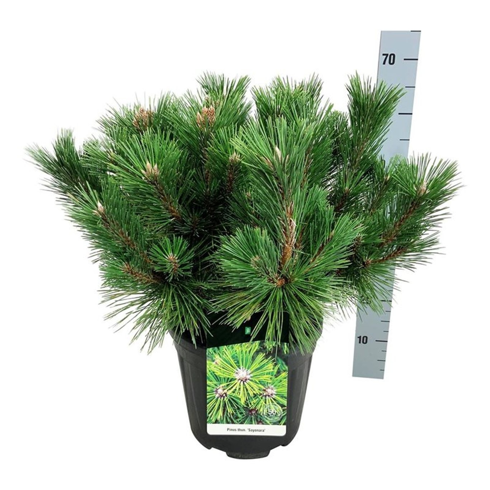 Pinus thunbergii 'Sayonara'.