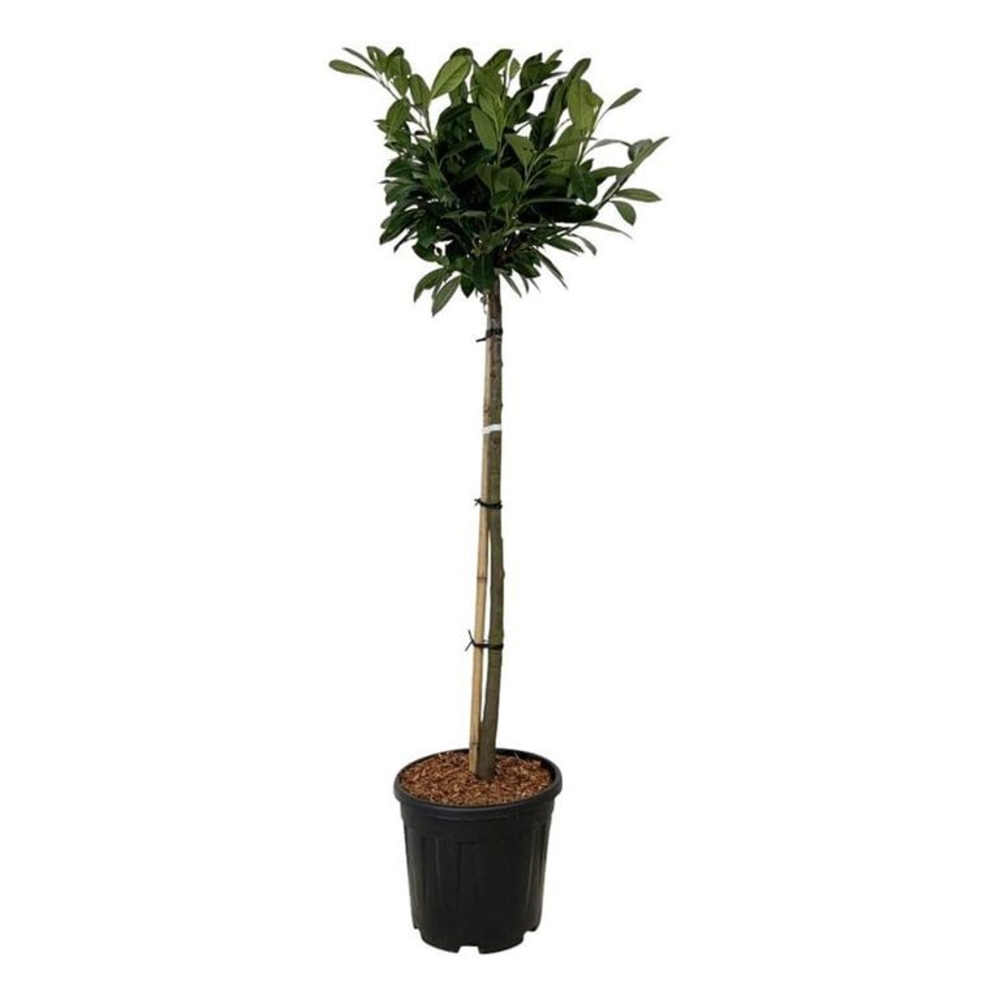 Prunus laur. 'Titan' ®.