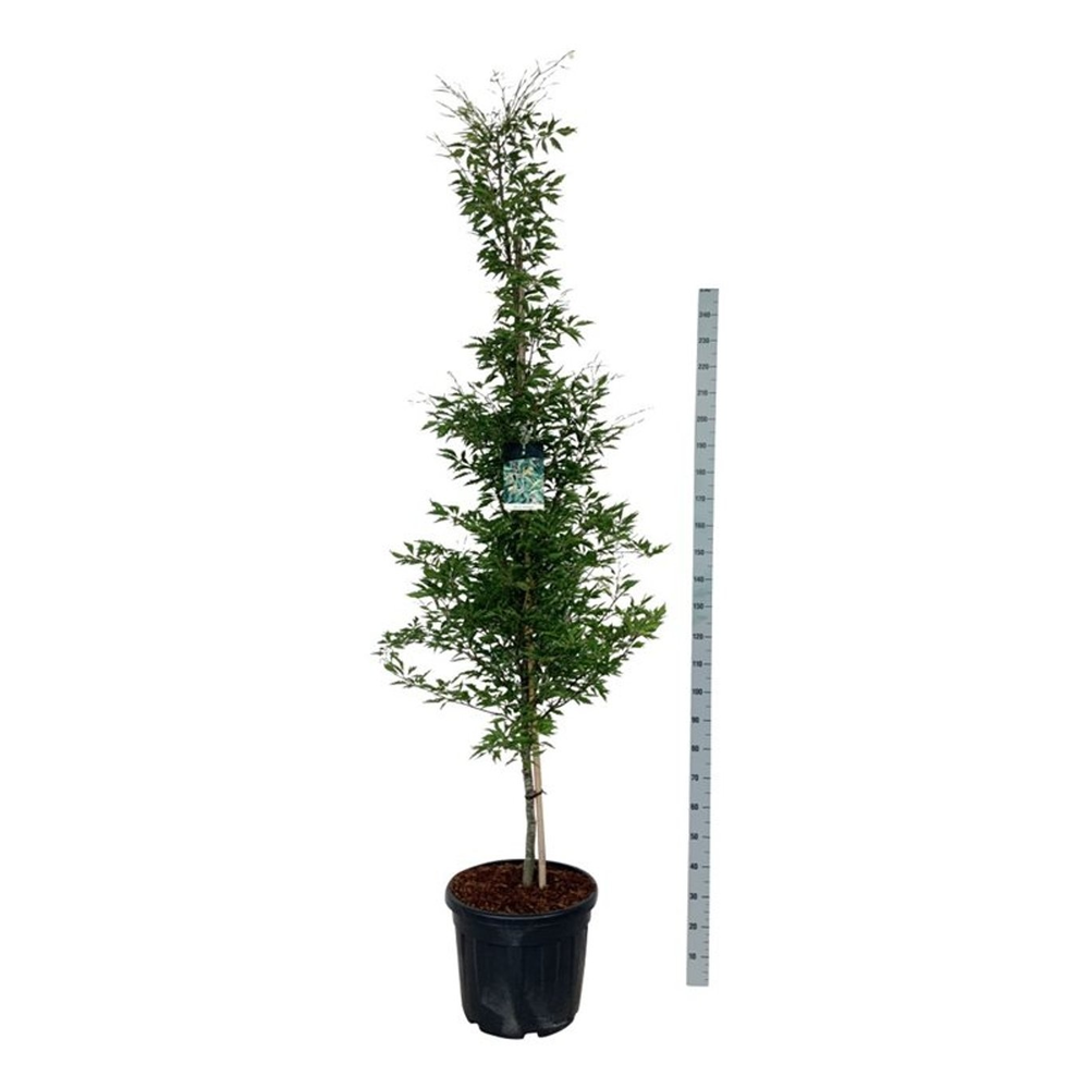 Fagus syl. 'Aspleniifolia'.