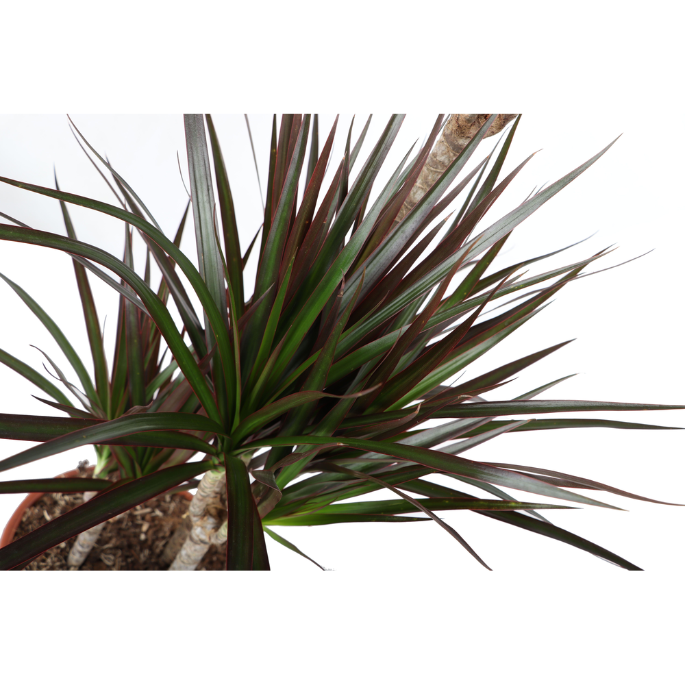 Dracaena Magenta p24, 75+30+10.