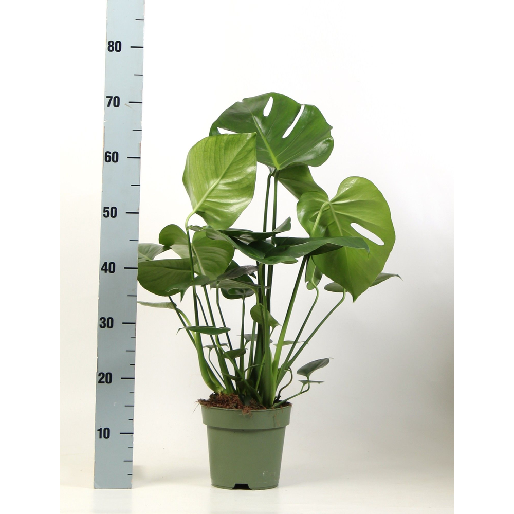 Monstera deliciosa 3 stek pp.