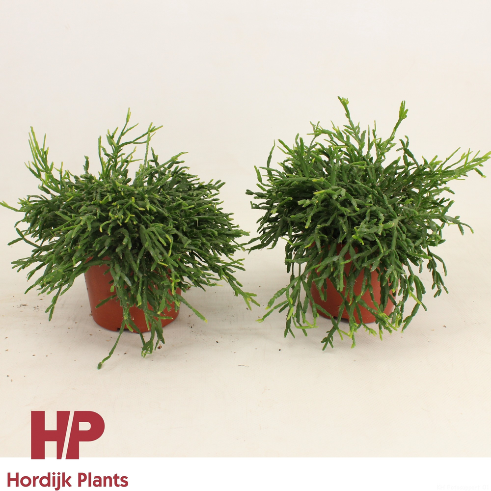 Rhipsalis ewaldiana 12cm.