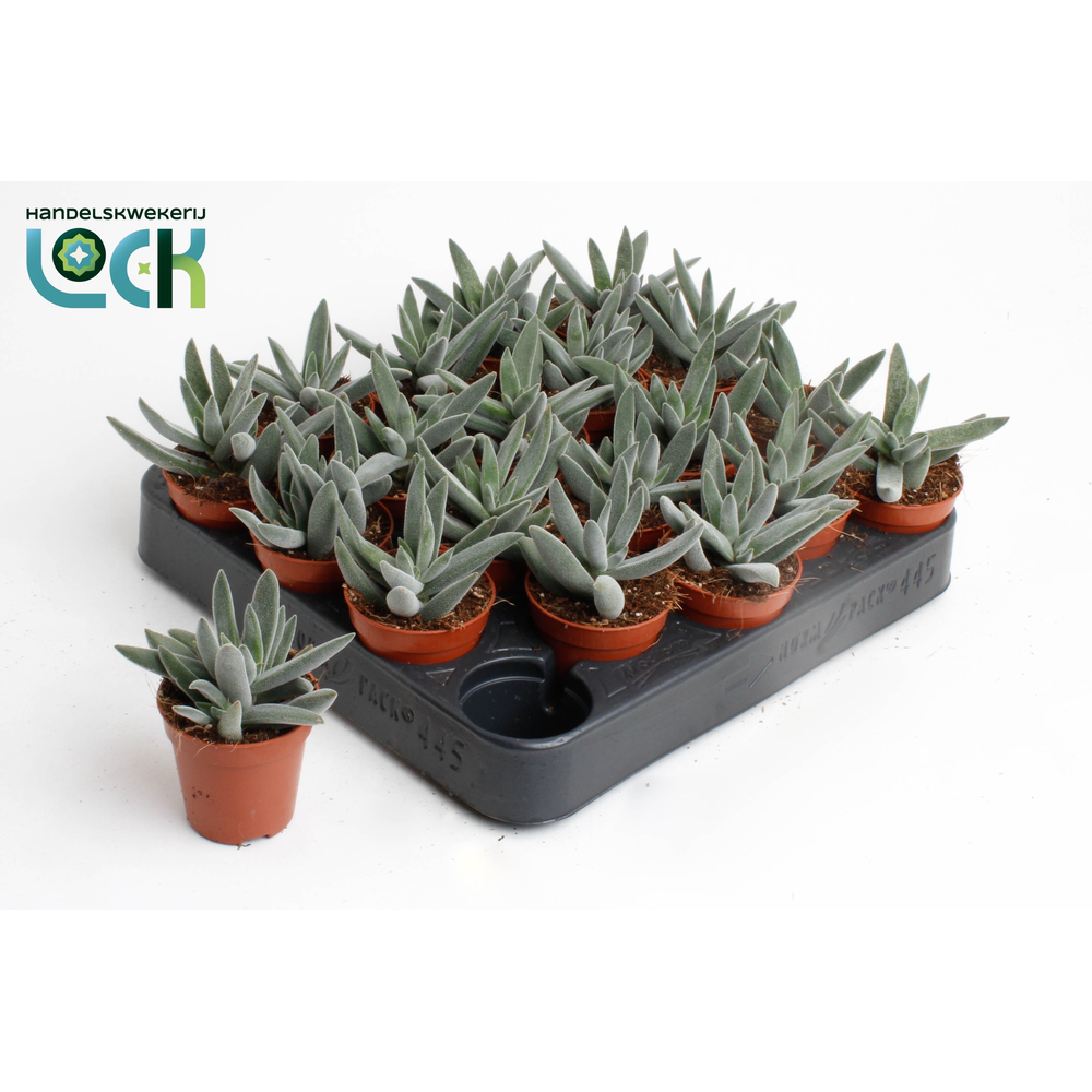 Crassula Silver Spark.