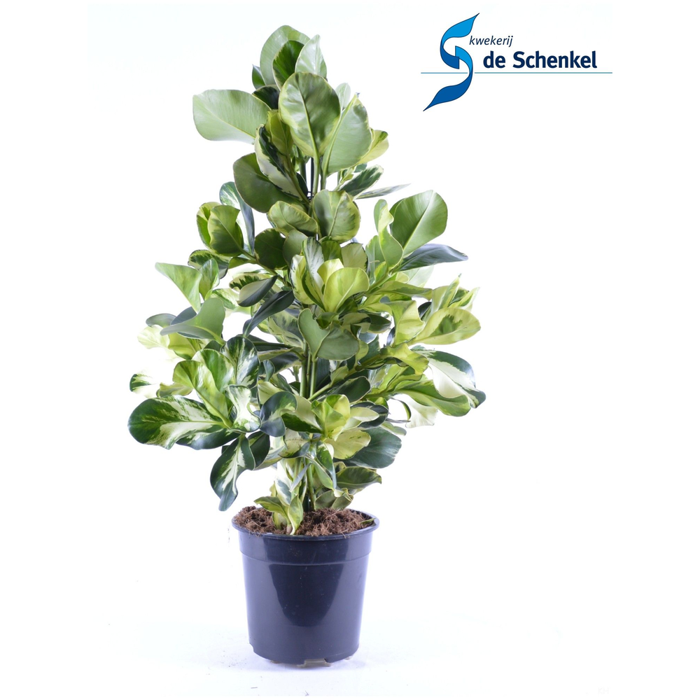 Clusia Rosea White Star.