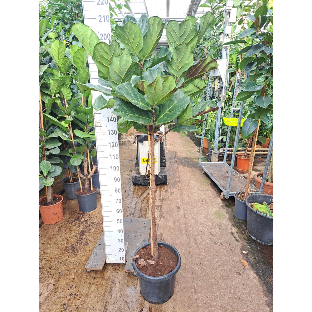 Ficus Lyrata stam 200.