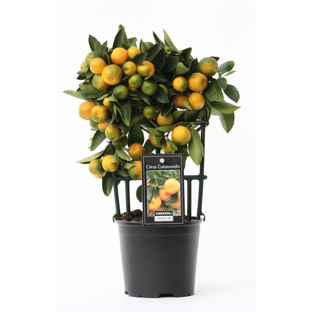 Citrus Calamondin op stam.