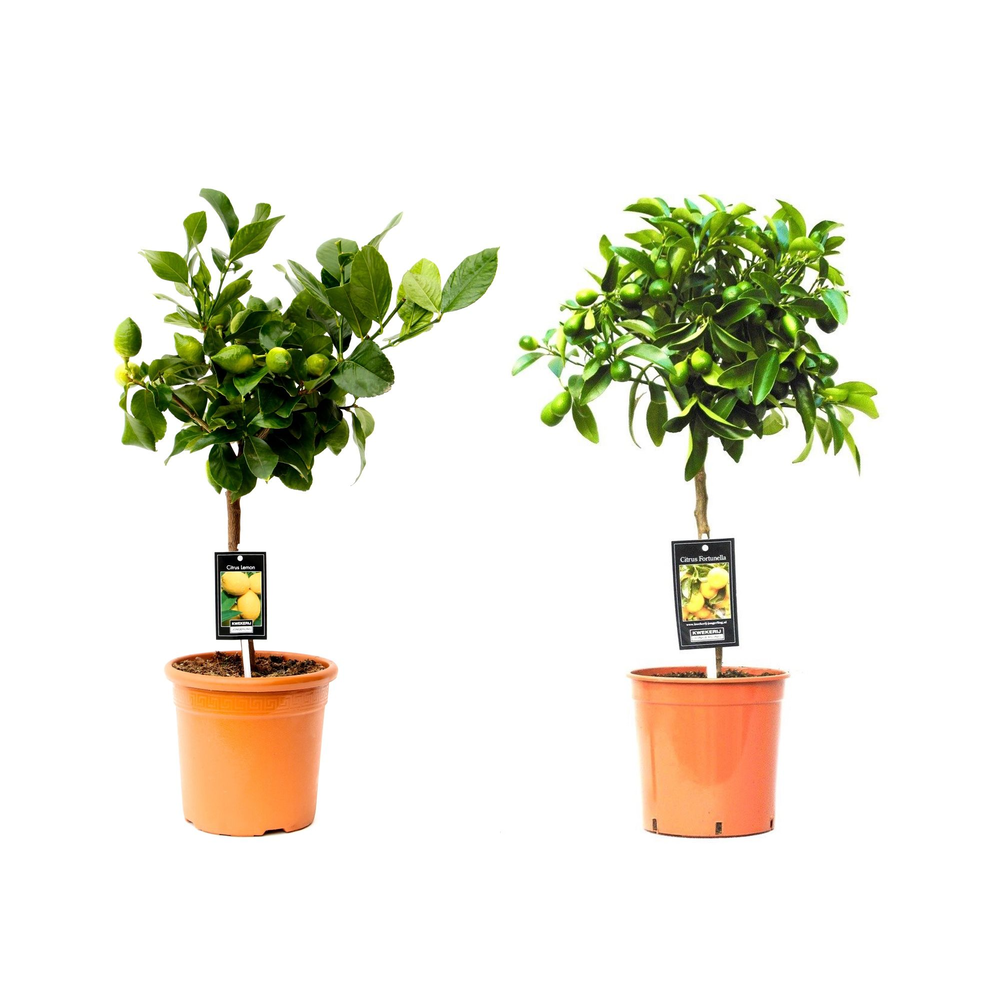 Citrus Mix 2 Soorten.