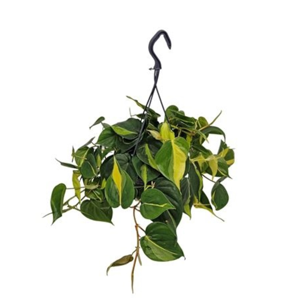 Philodendron Brasil Hangpot.
