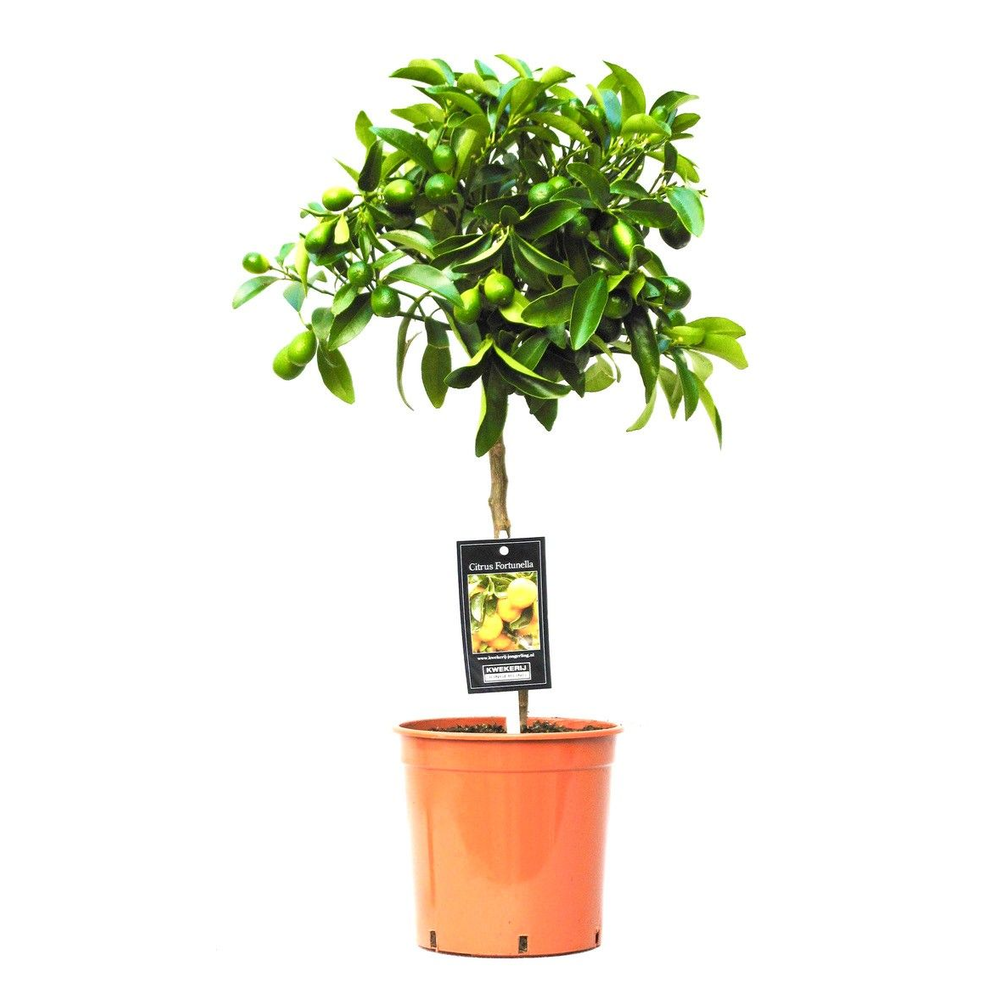 Citrus Kumquat.