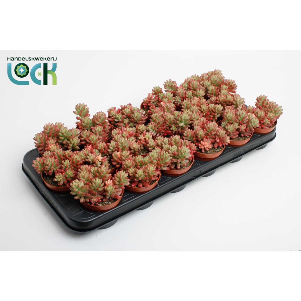 Sedum Rubrotinctum aurora.