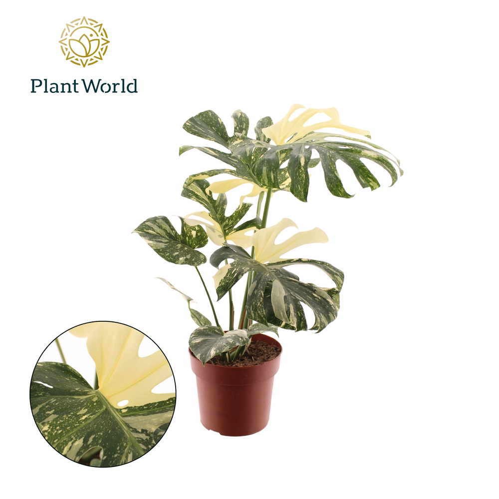 Monstera 'Thai Constellation'.