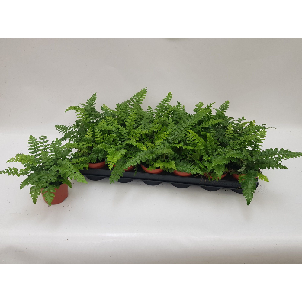 Athyrium Spicatum (compact) - De varen voor binnen.
