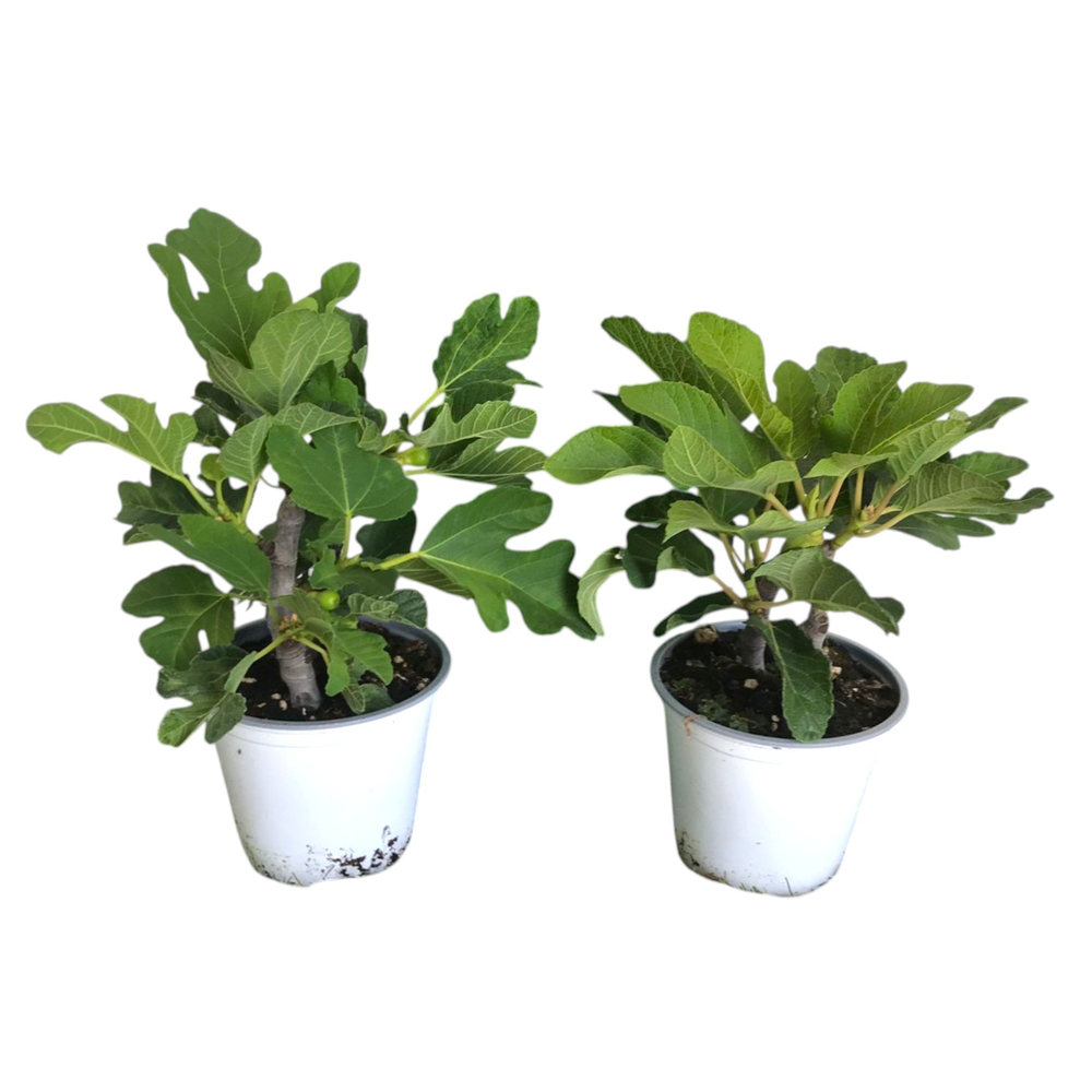 Ficus carica (2 planten per pot).