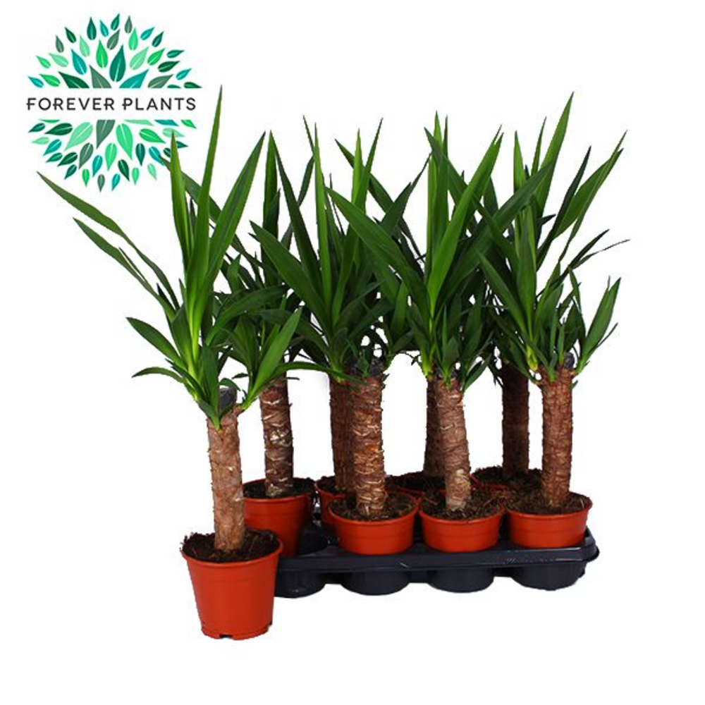 Yucca p14, 30 cm (1+ KOP).
