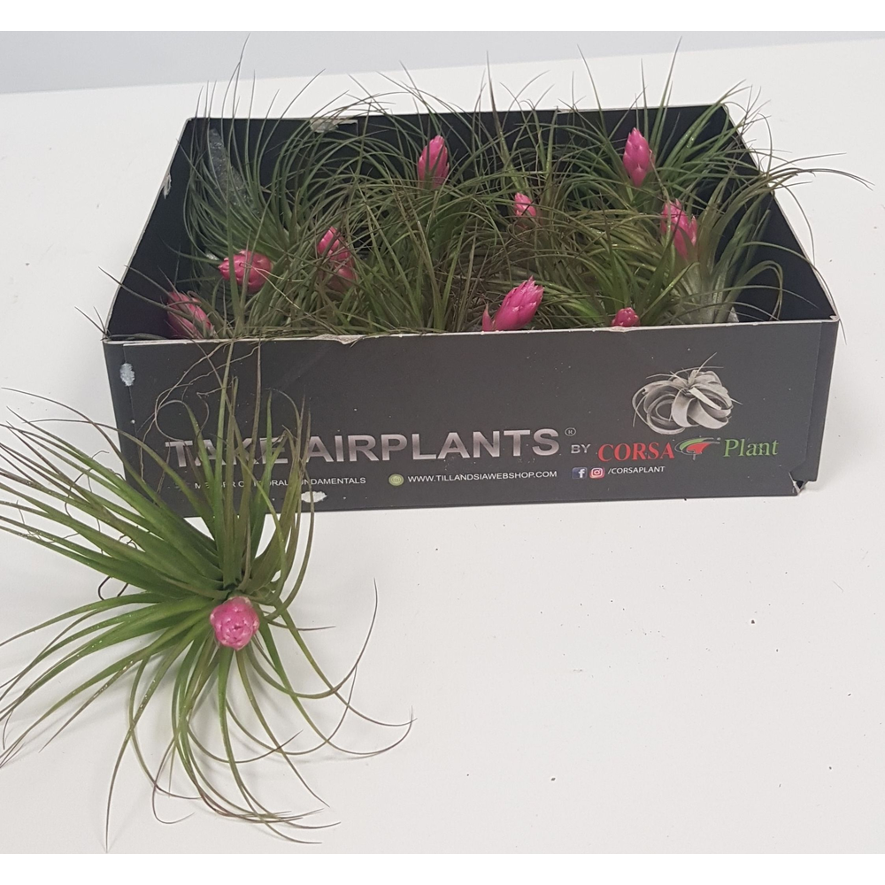Tillandsia stricta met bloem.
