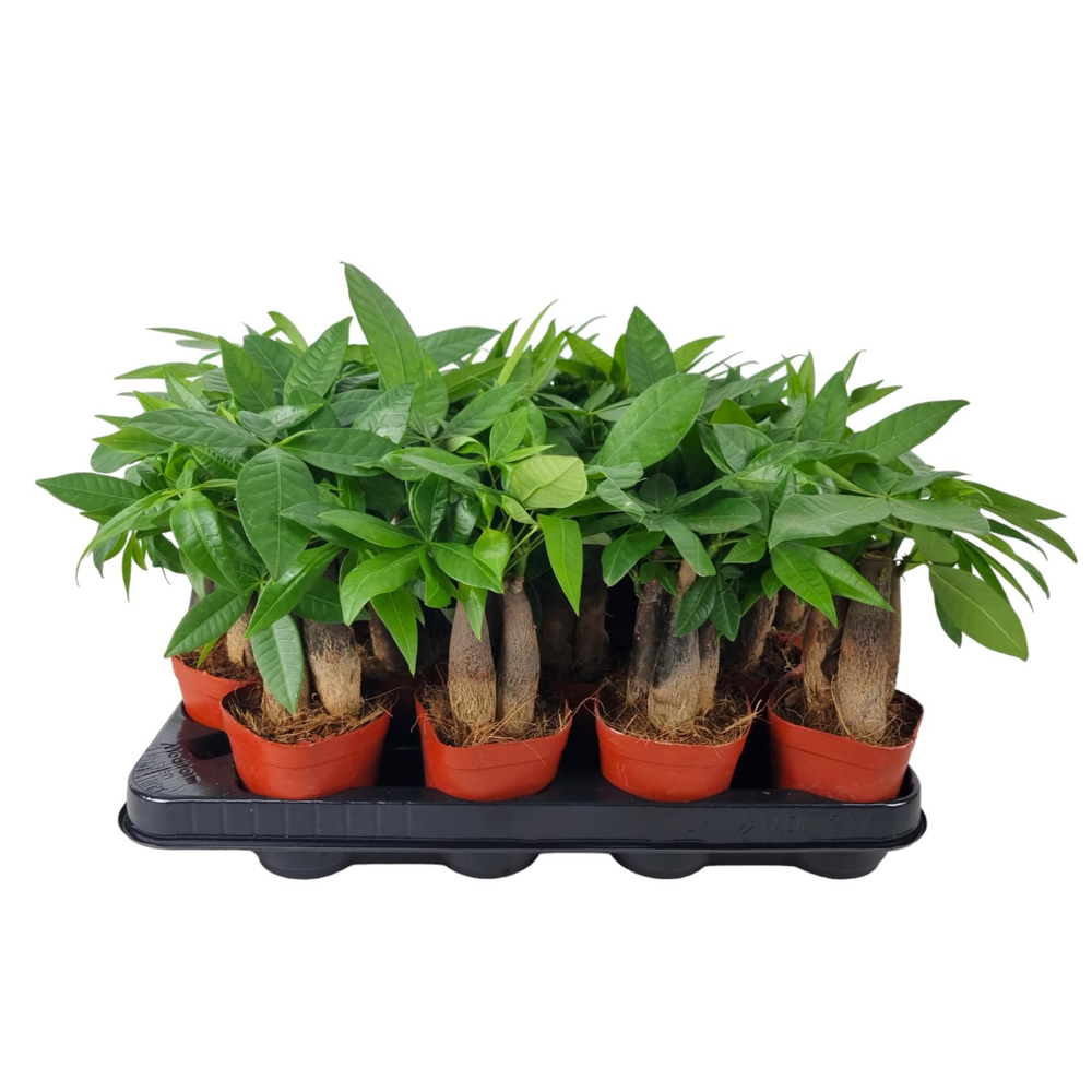 Pachira Aquatica 7 cm Triple stam.