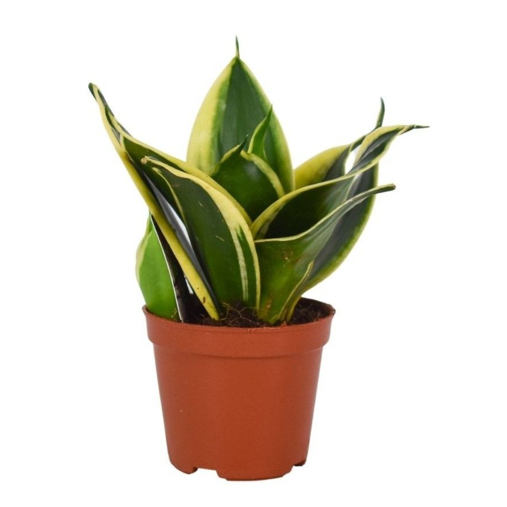 Sansevieria Lotus hahnii 9 cm.