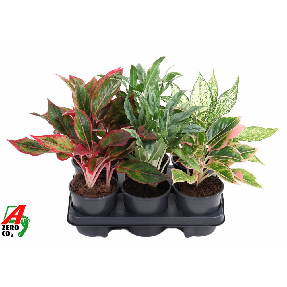 Mix aglaonema 13cm.