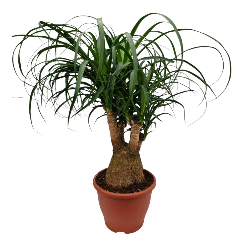 Beaucarnea 23 cm vertakt.