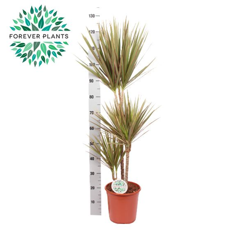 Dracaena Bicolor p24 60+30+10.