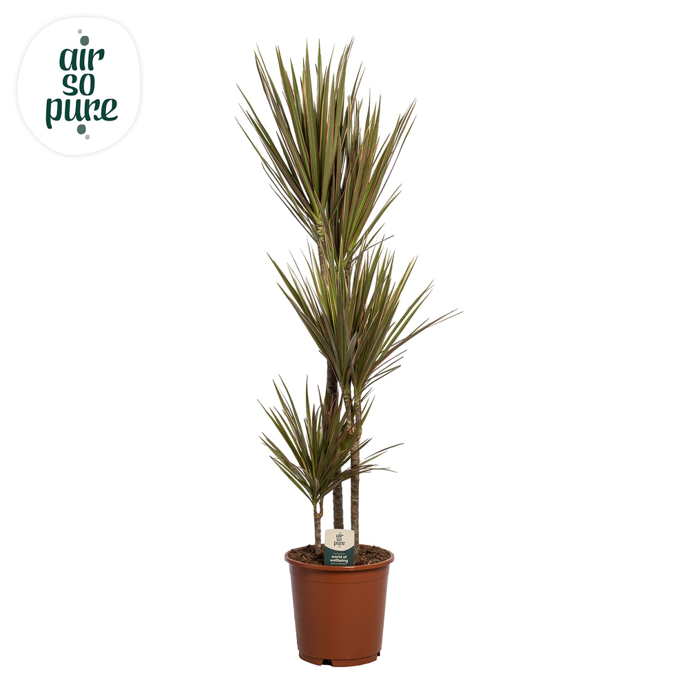 Dracaena Bicolor p24 60+30+10 (Air so Pure).