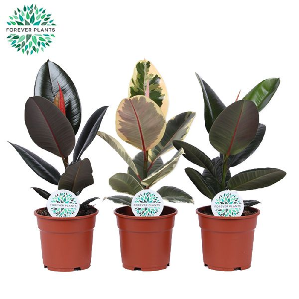 Ficus Elastica 2-3 soorten mix p17.